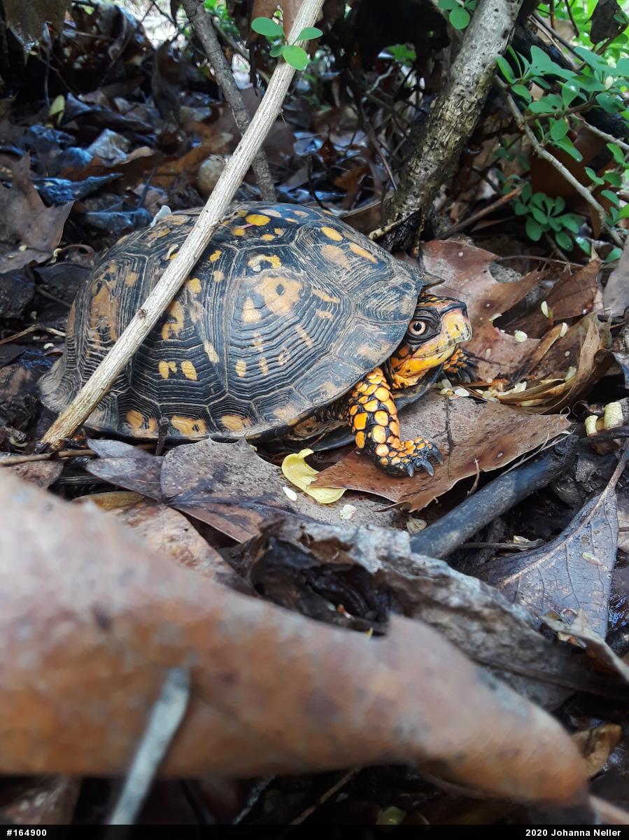Eastern Box Turtle