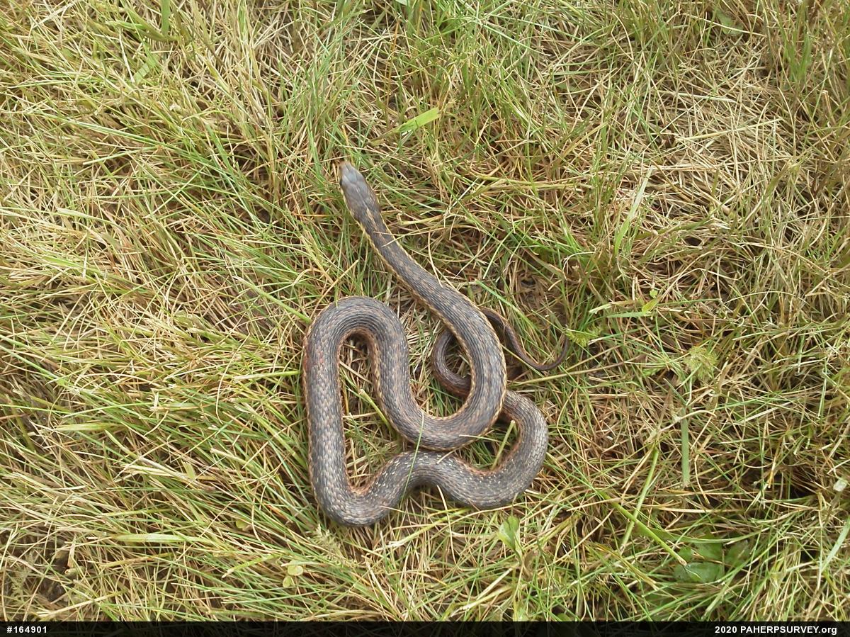Eastern Gartersnake