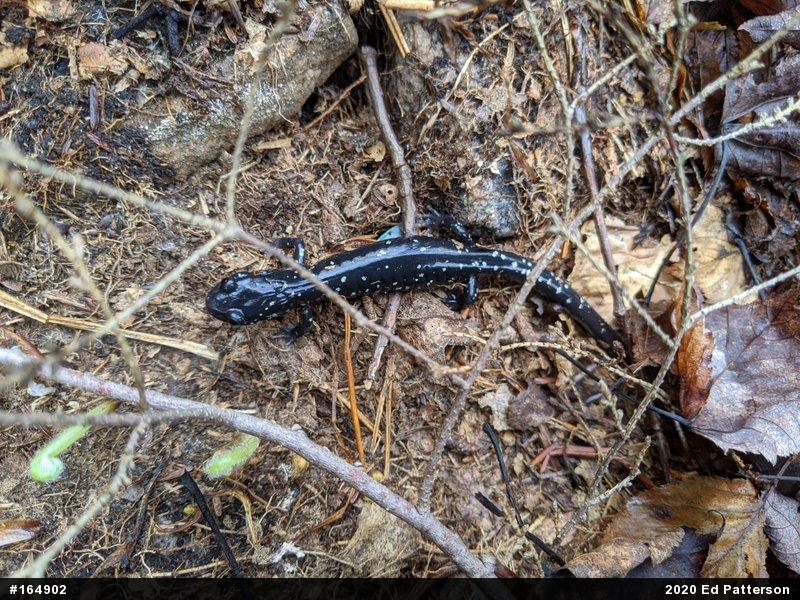 Northern Slimy Salamander