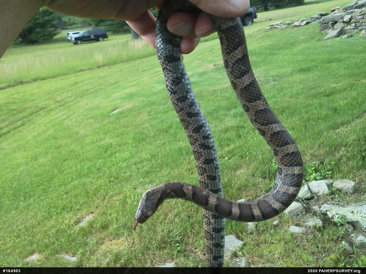 Eastern Milksnake