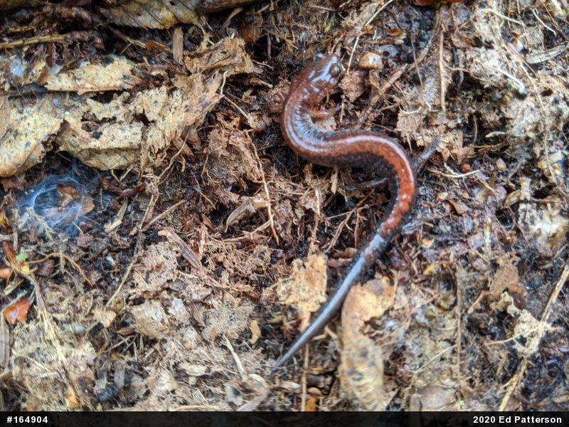 Eastern Red-backed  Salamander