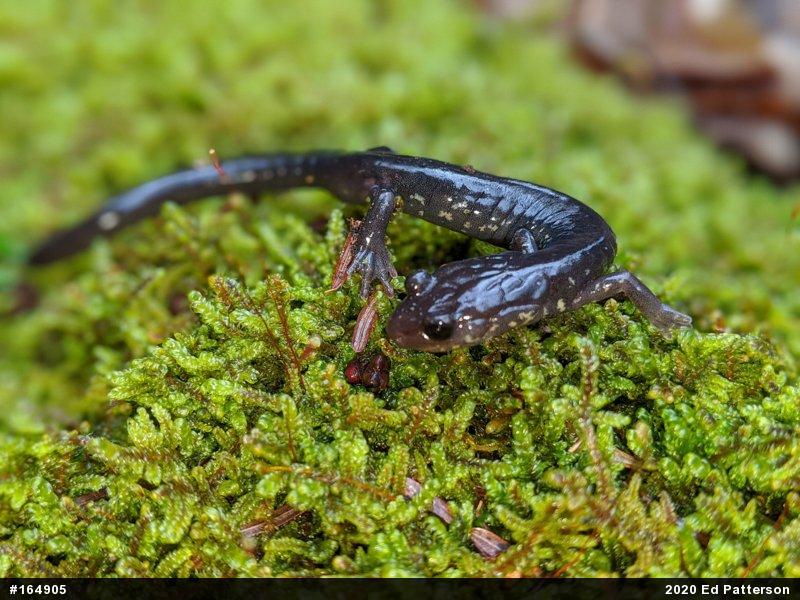 Wehrle's Salamander
