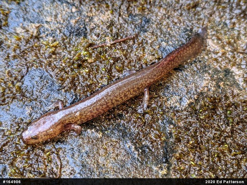 Northern Spring Salamander