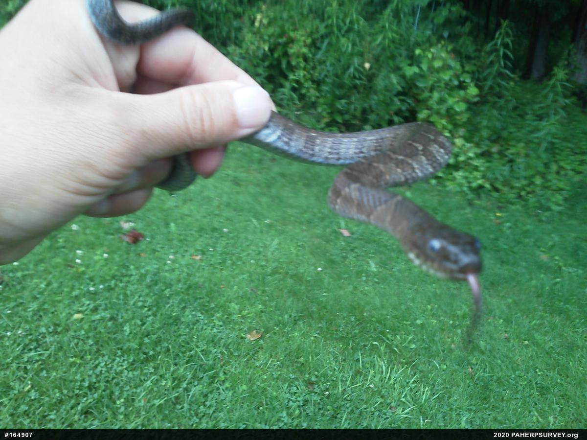 Northern Watersnake