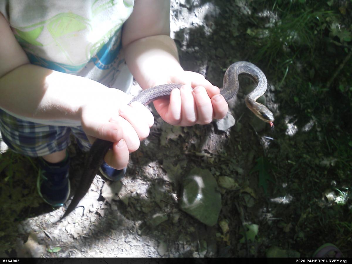 Eastern Gartersnake