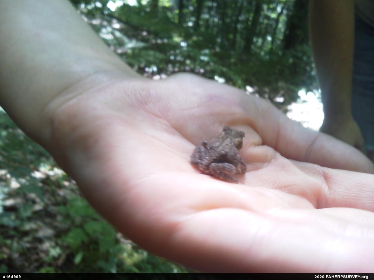 Eastern American Toad