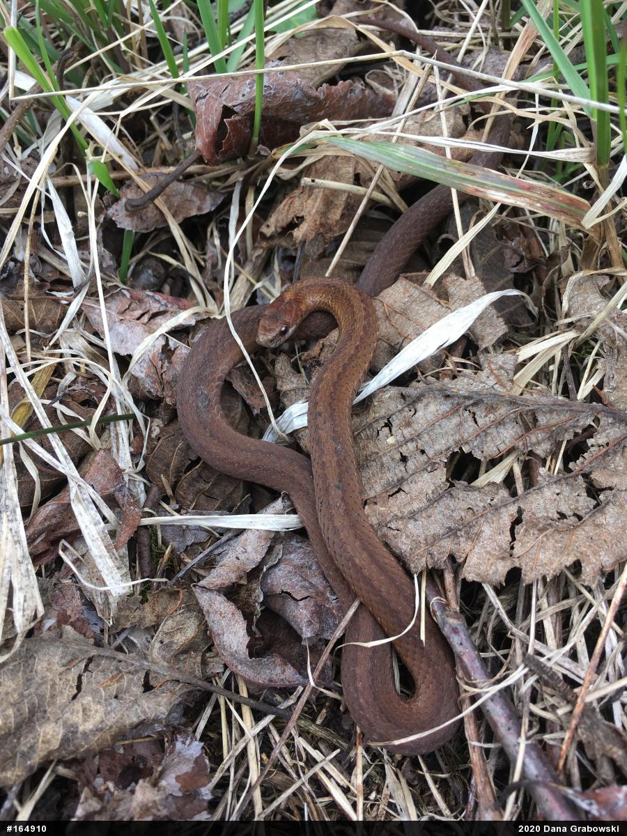 Red-bellied Snake