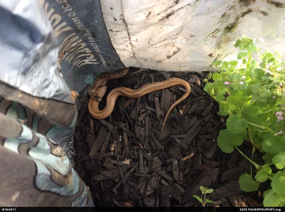 Dekay's Brownsnake