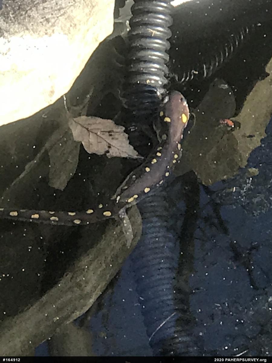 Spotted Salamander
