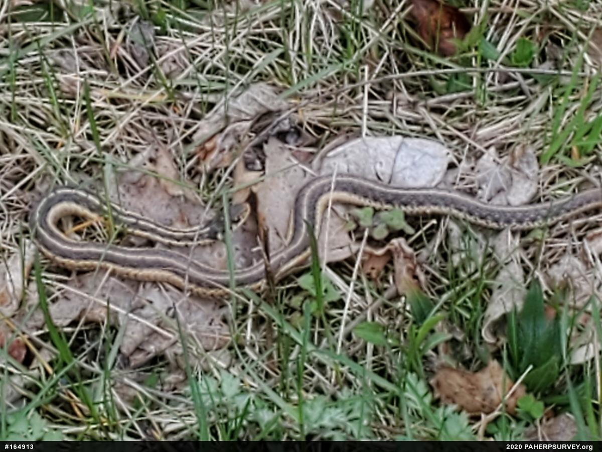 Eastern Gartersnake