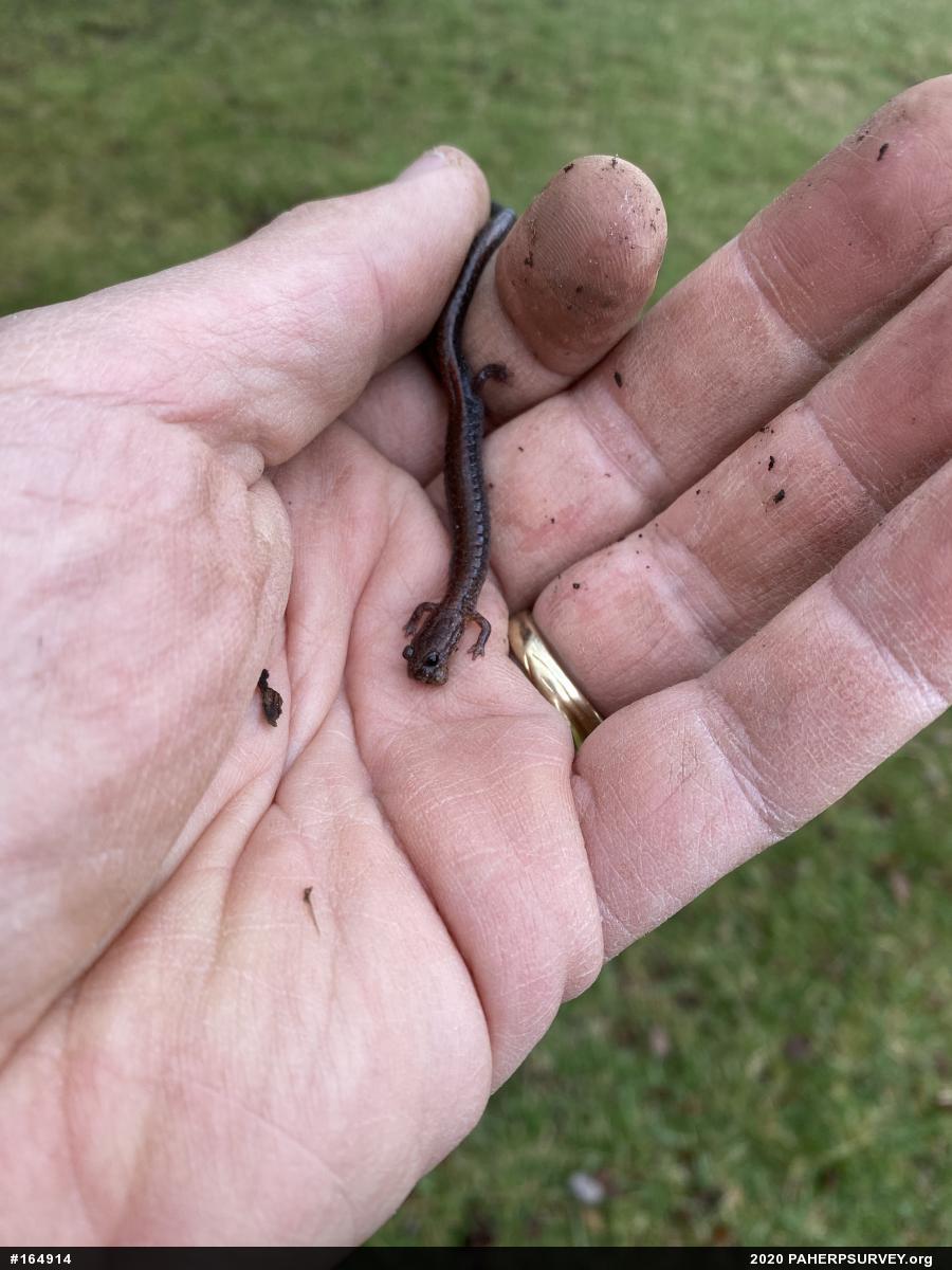 Eastern Red-backed  Salamander
