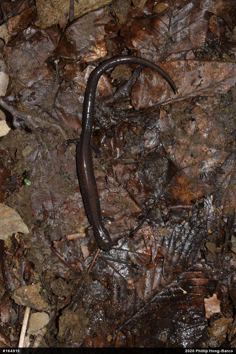 Northern Ravine Salamander