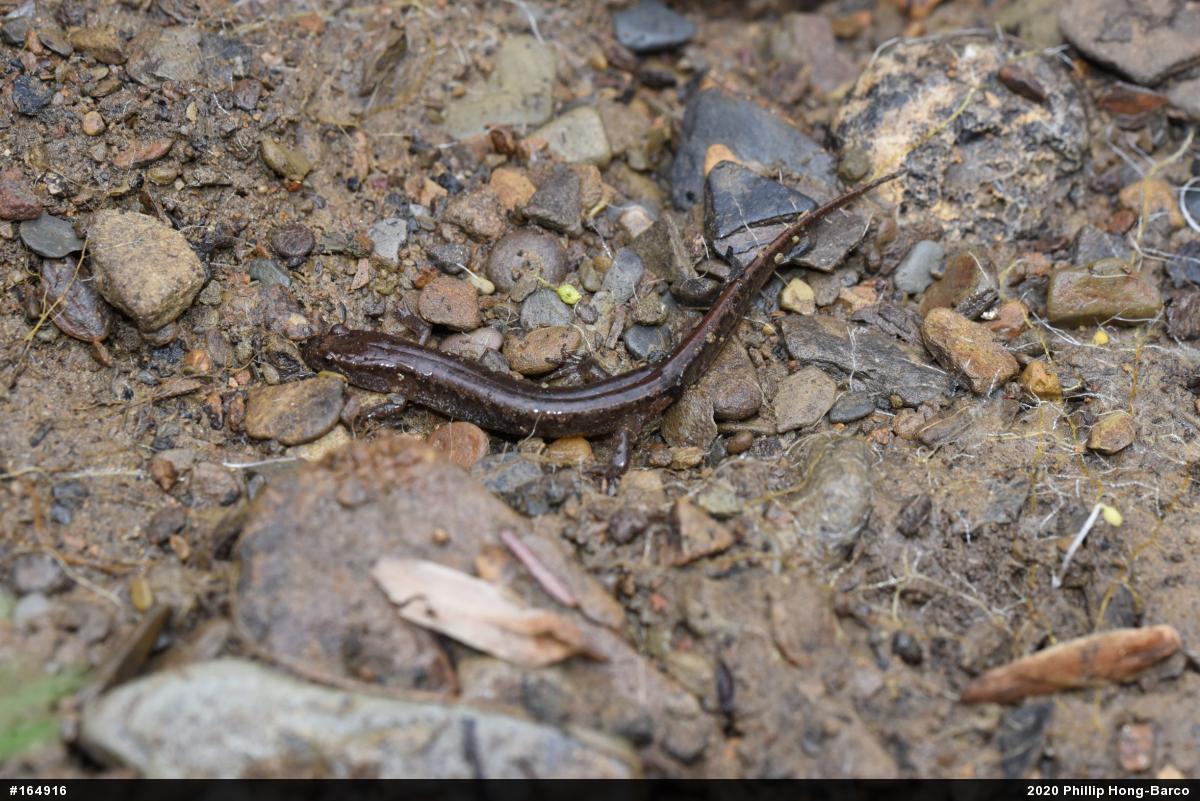 Northern Dusky Salamander