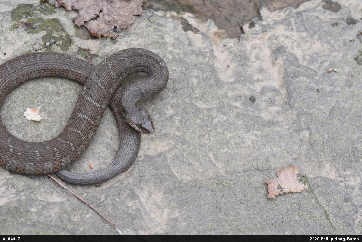 Northern Watersnake