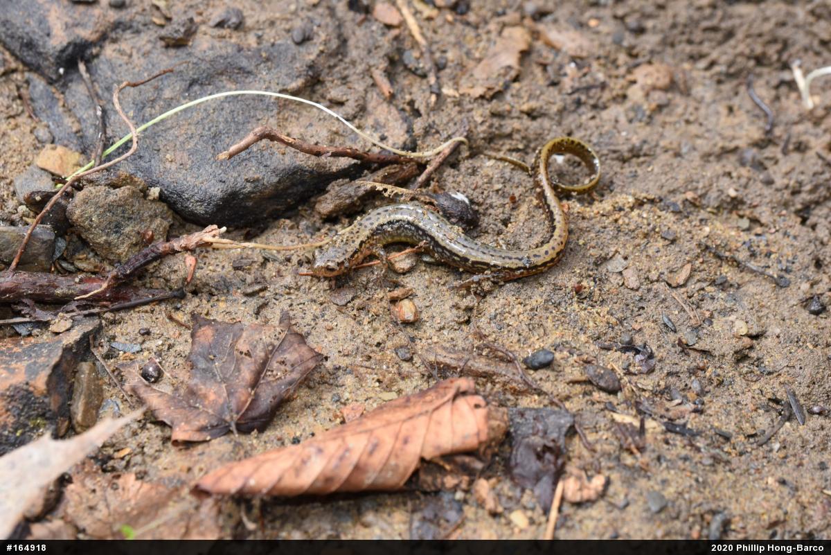 Northern Two-lined Salamander