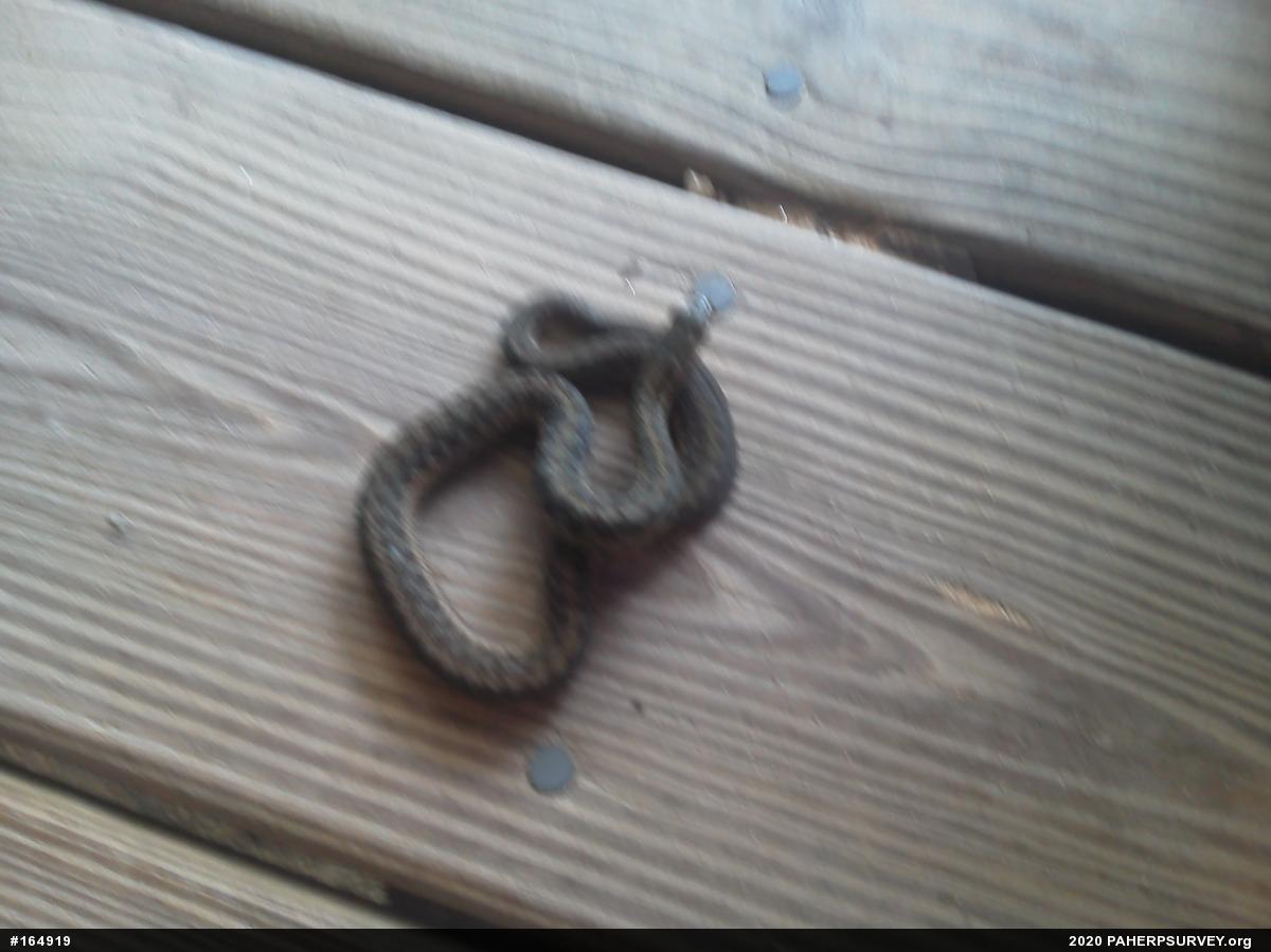 Eastern Gartersnake