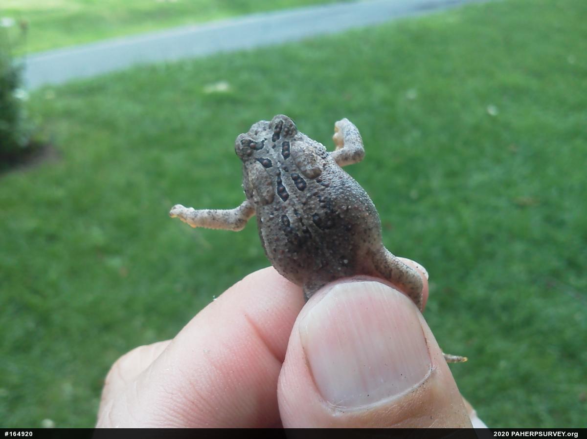 Eastern American Toad