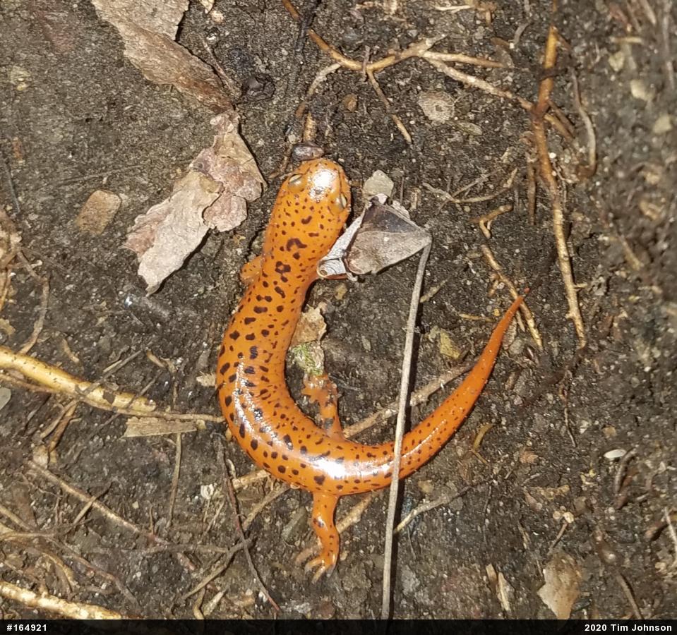 Northern Red Salamander
