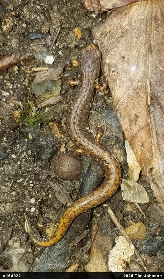 Four-toed Salamander