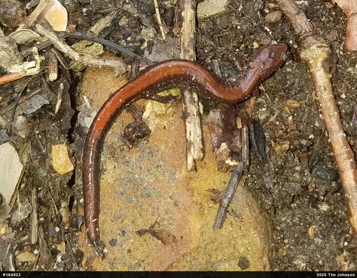 Eastern Red-backed  Salamander