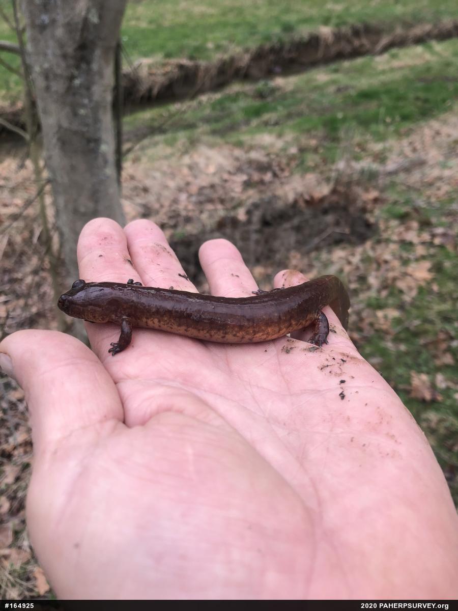 Northern Spring Salamander