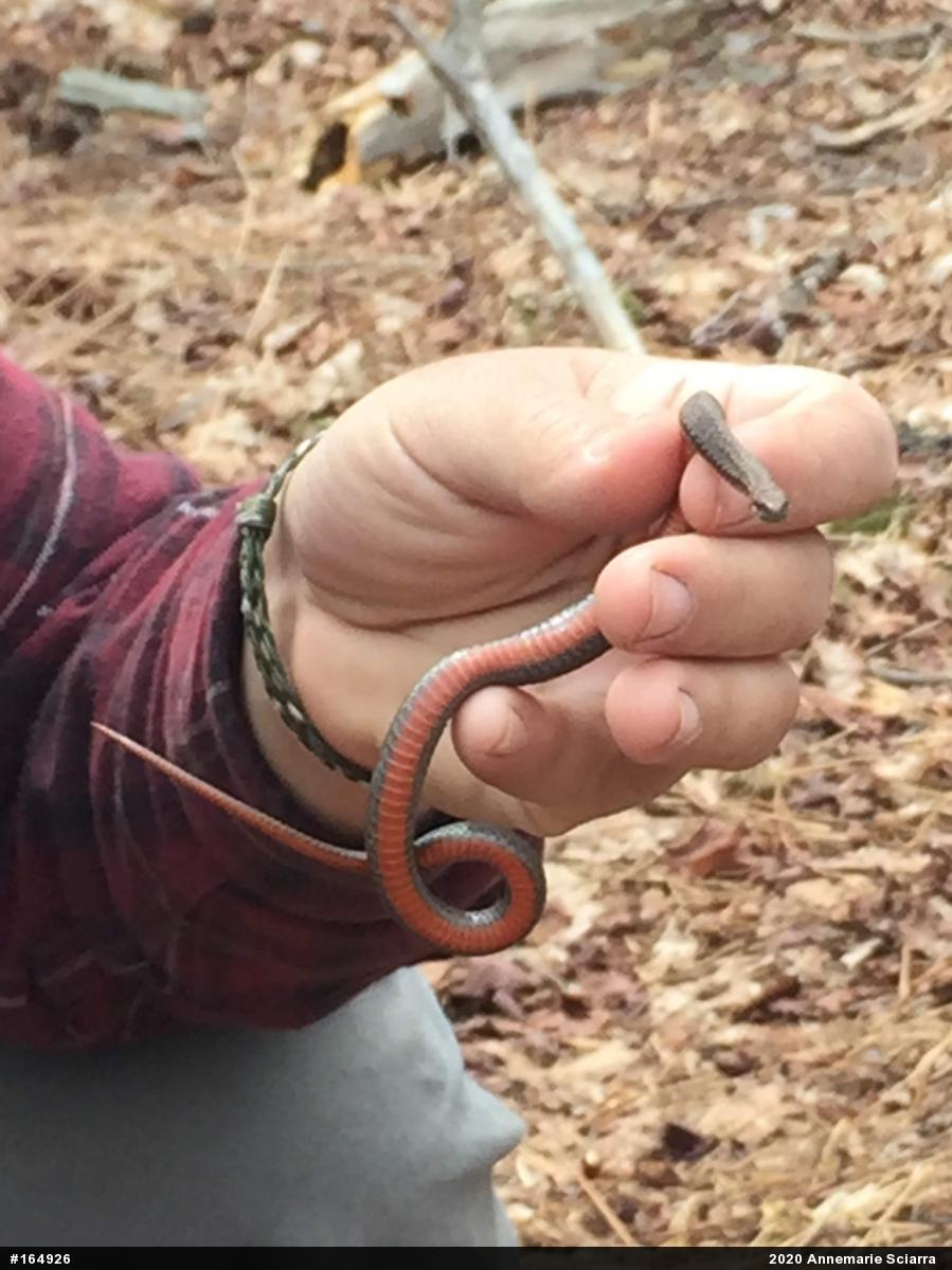Red-bellied Snake