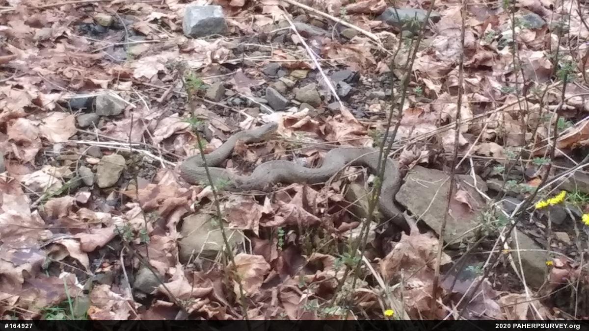 Northern Watersnake