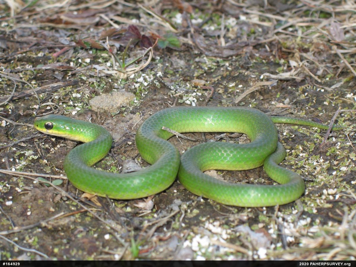 Smooth Greensnake
