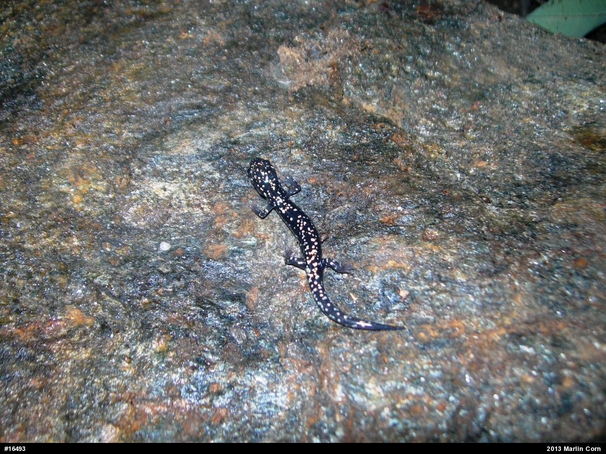 Northern Slimy Salamander