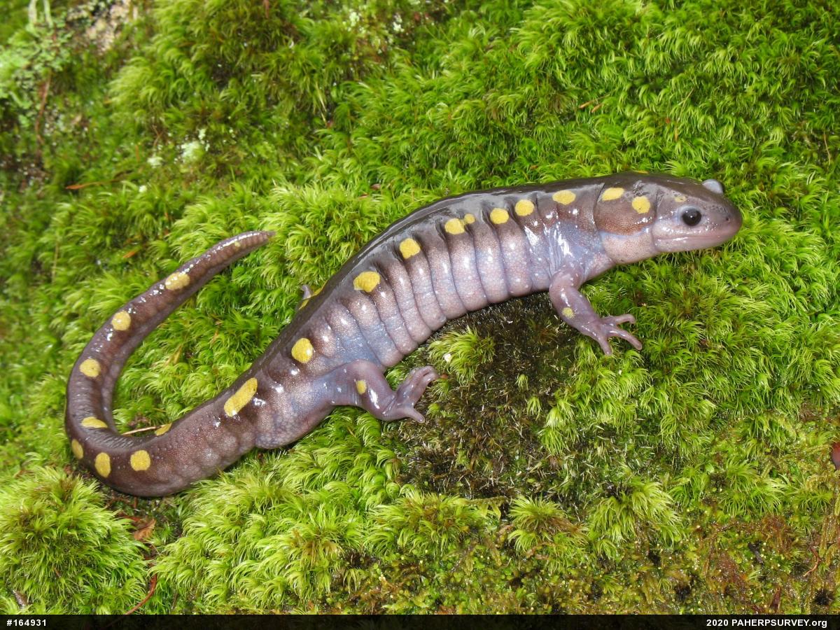 Spotted Salamander