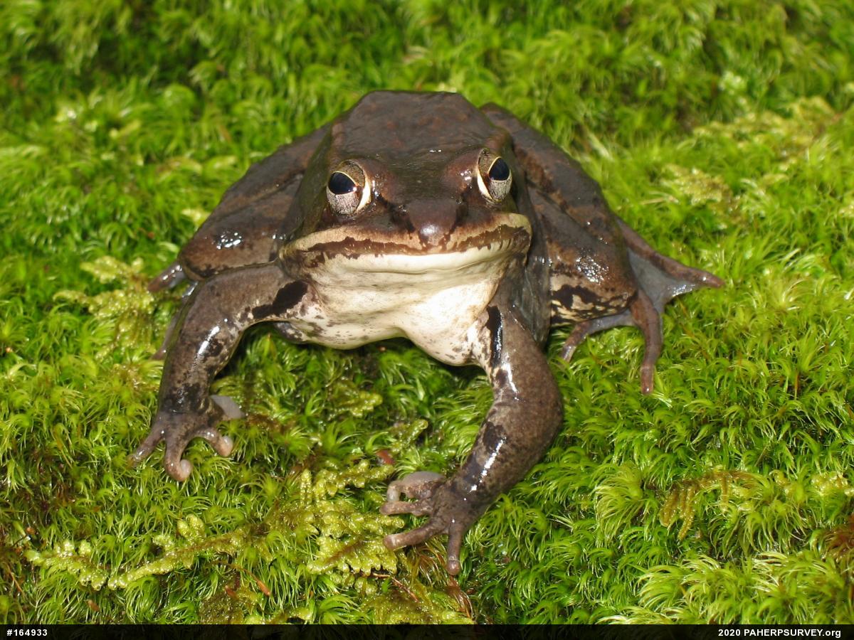 Wood Frog