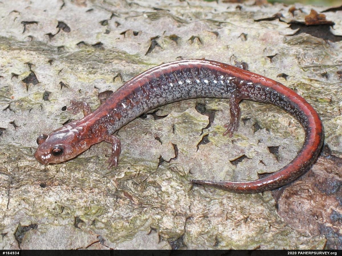 Eastern Red-backed  Salamander