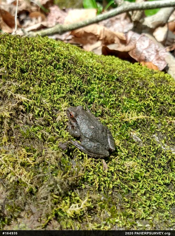 Spring Peeper