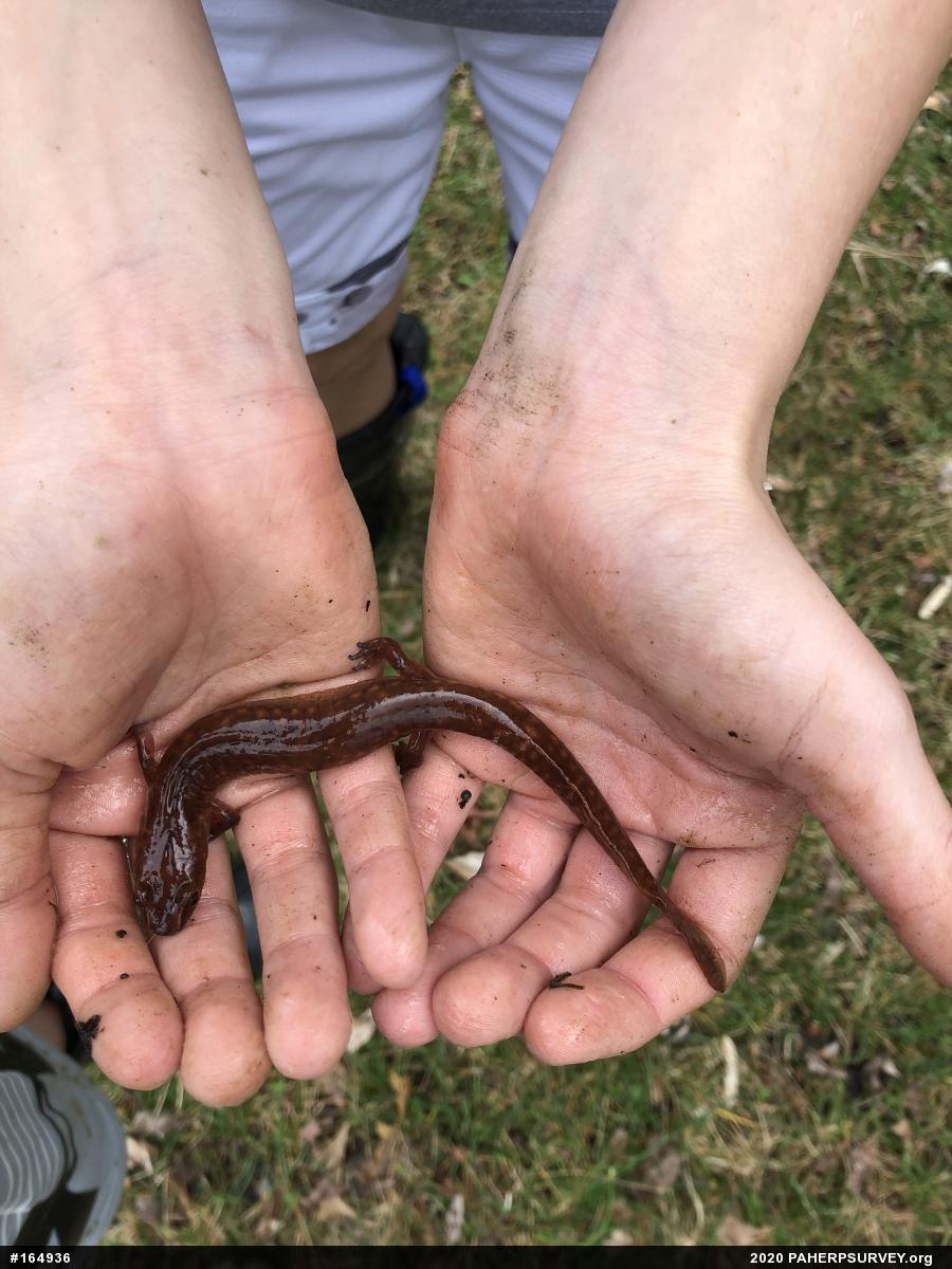 Northern Spring Salamander