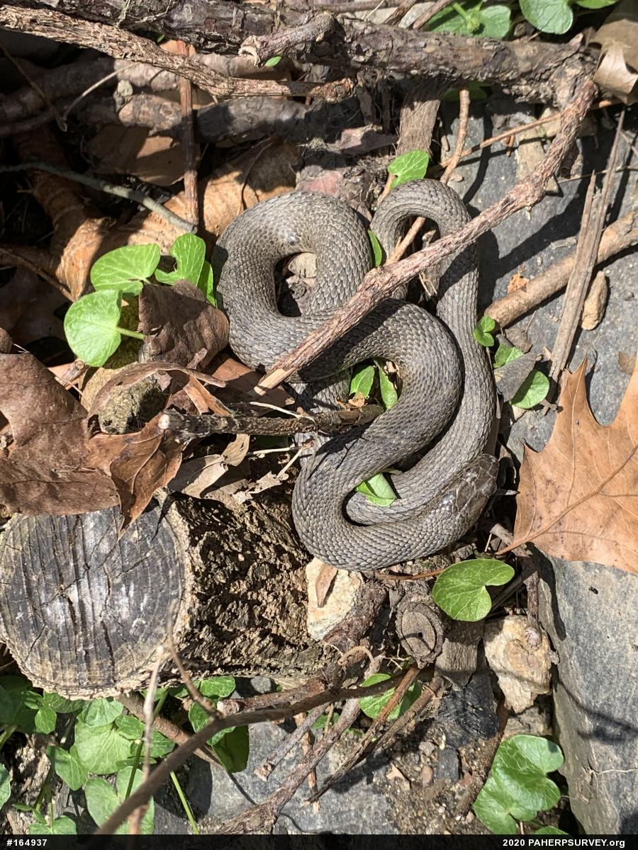 Northern Watersnake
