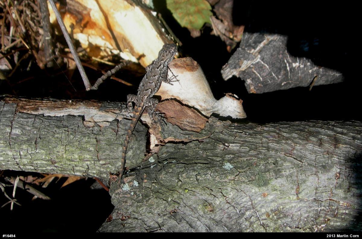 Eastern Fence Lizard