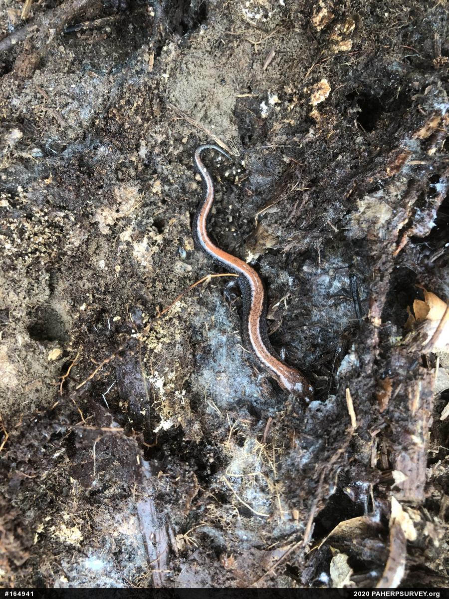 Eastern Red-backed  Salamander
