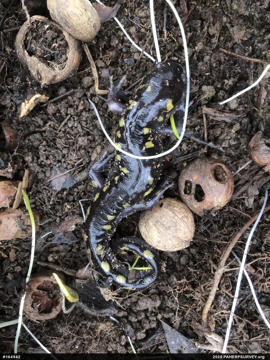 Spotted Salamander