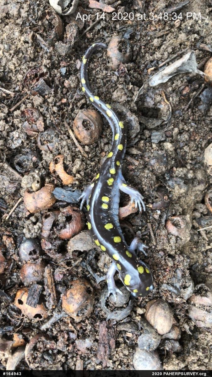 Spotted Salamander