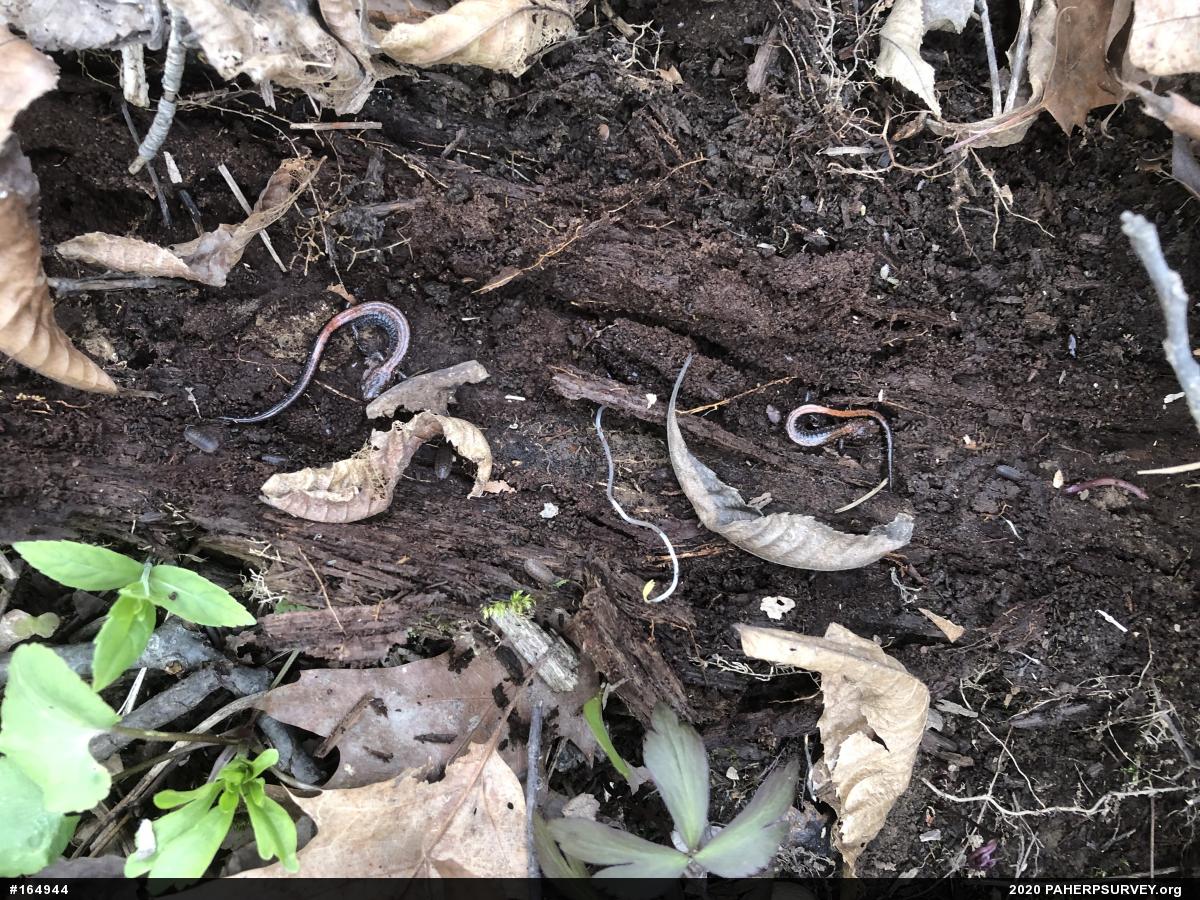 Eastern Red-backed  Salamander