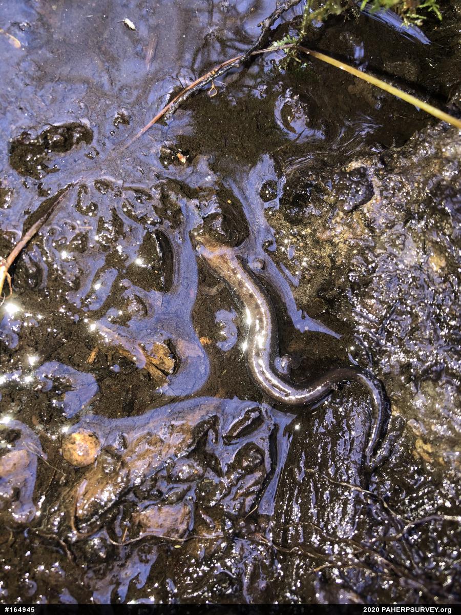 Allegheny Mountain Dusky Salamander
