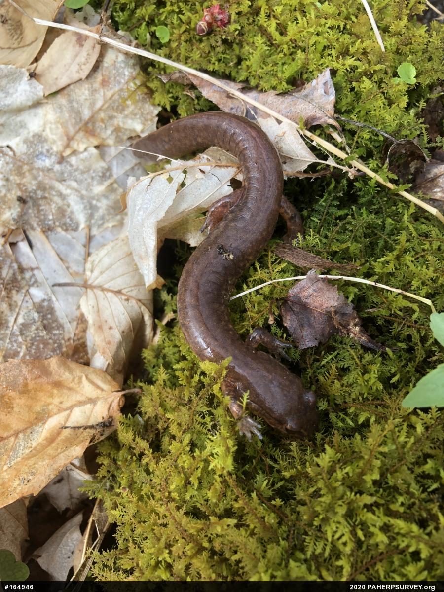 Northern Spring Salamander