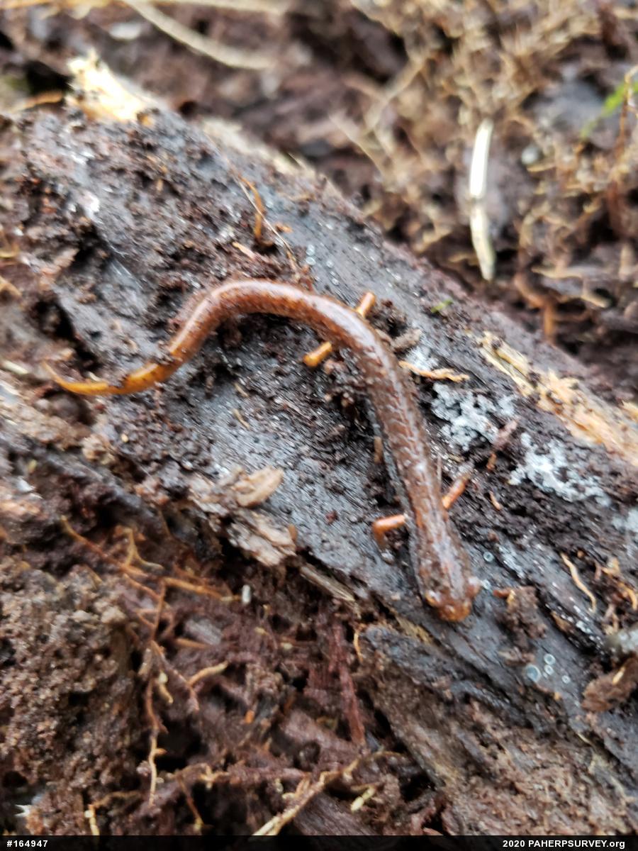 Four-toed Salamander