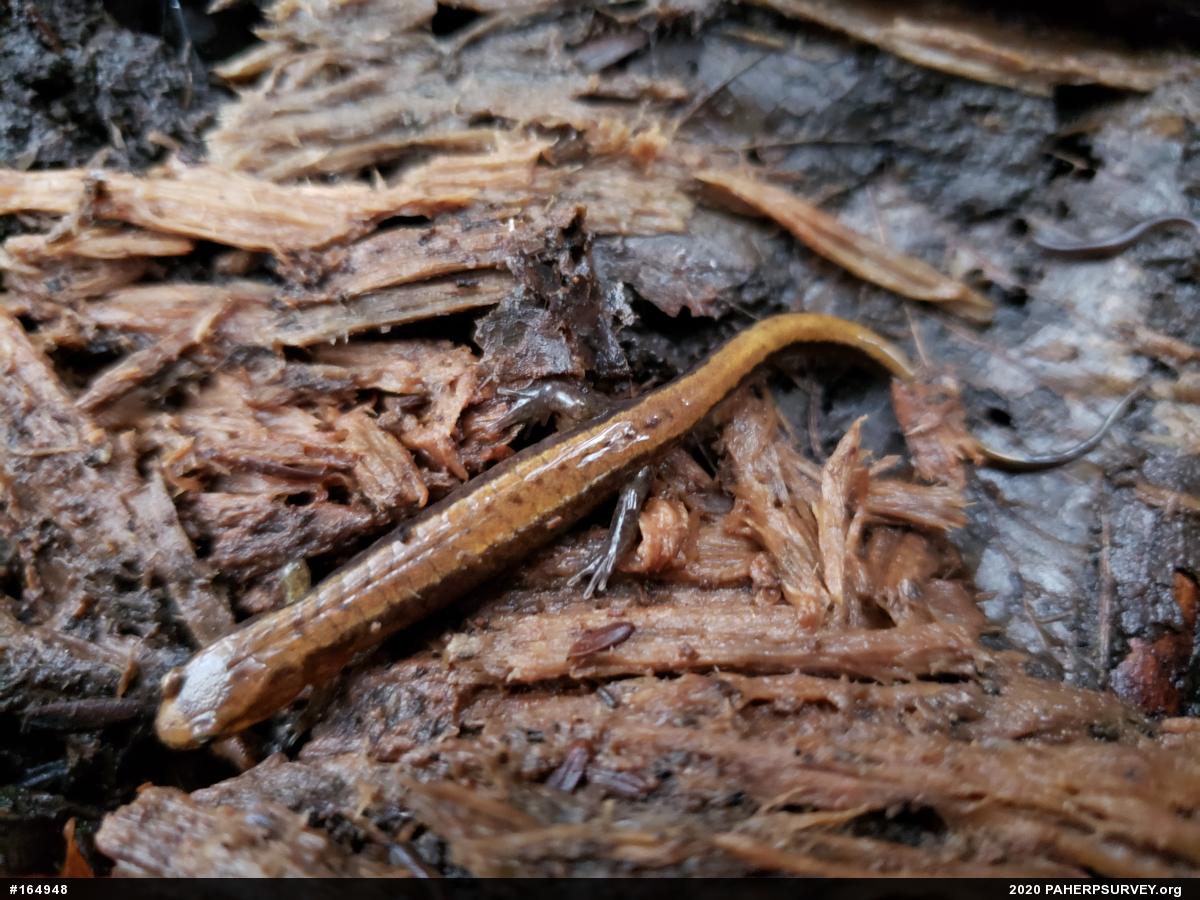 Allegheny Mountain Dusky Salamander