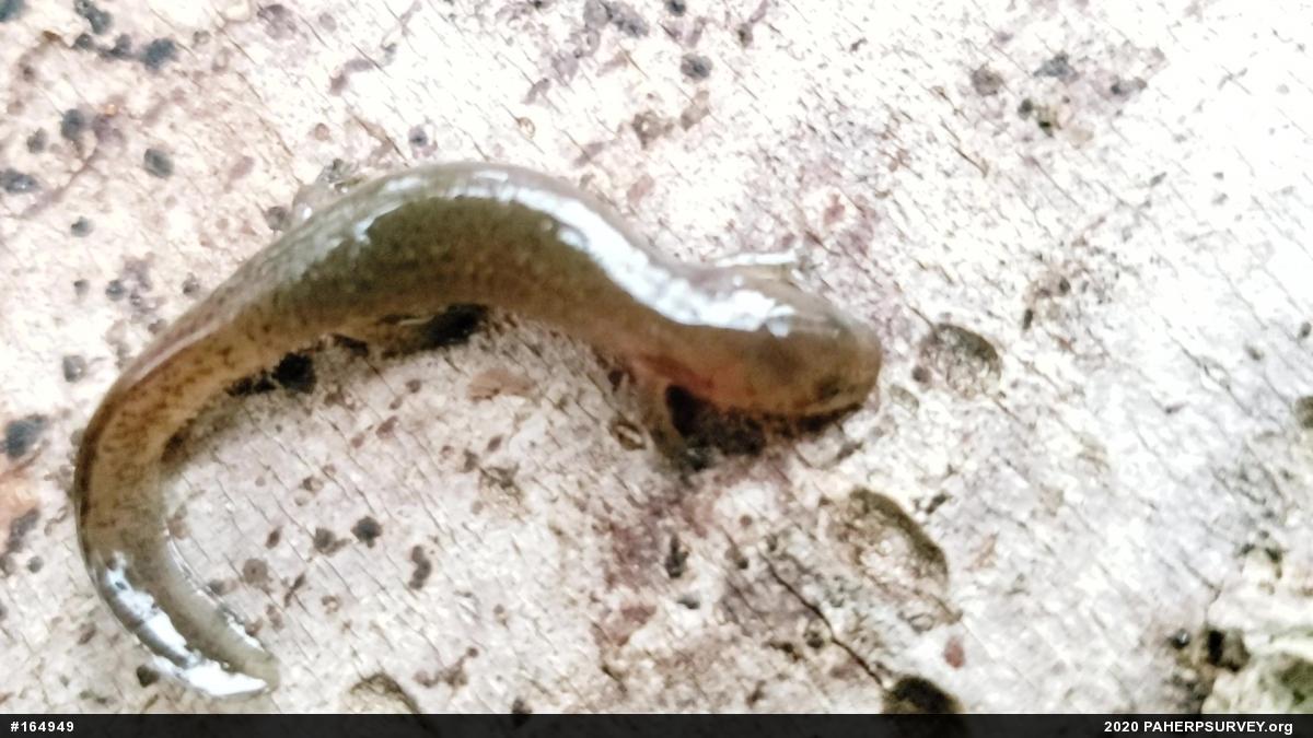 Northern Red Salamander