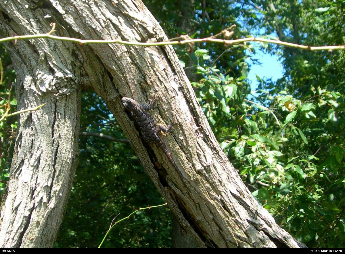 Eastern Fence Lizard