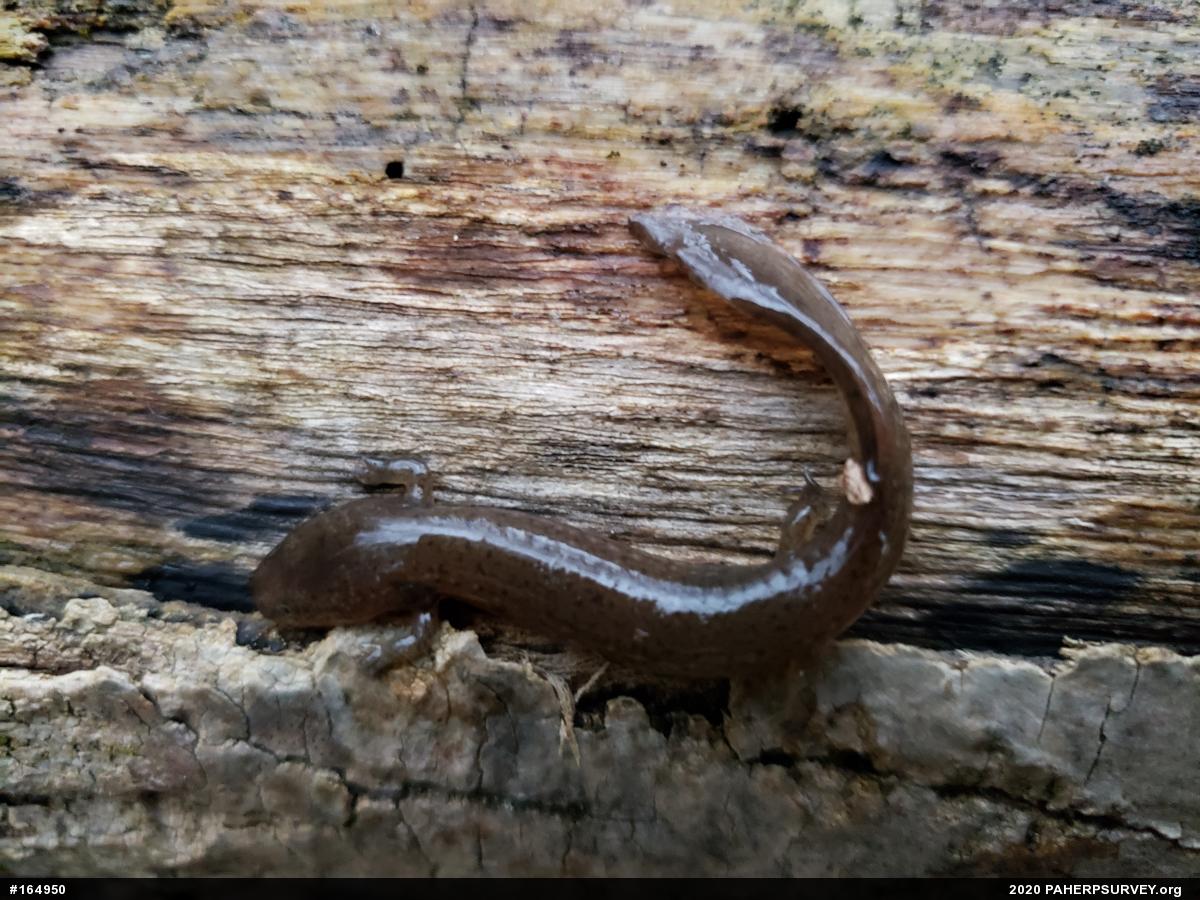 Northern Red Salamander