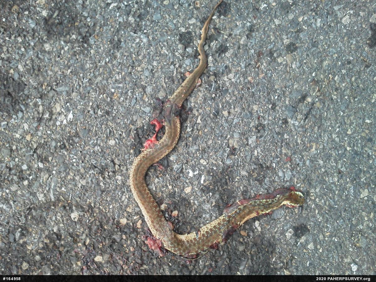 Eastern Gartersnake