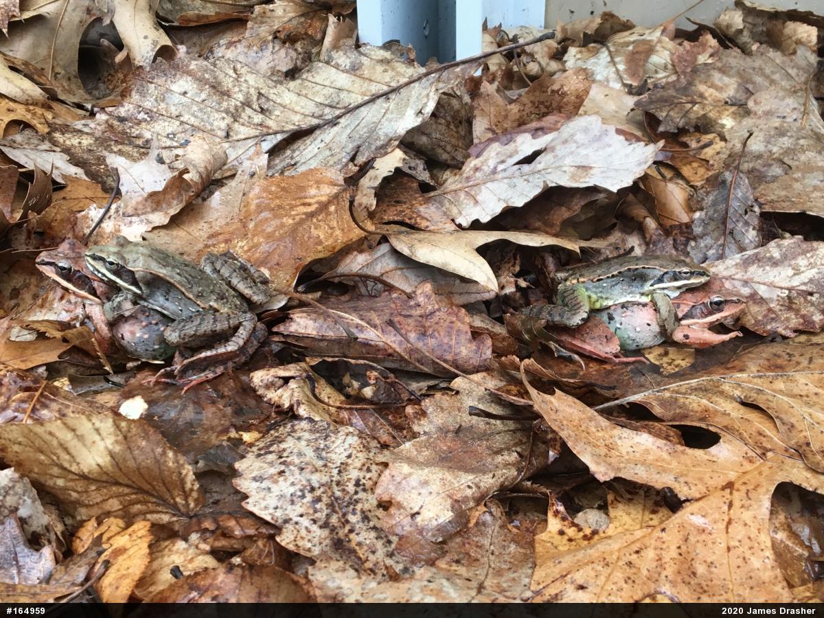Wood Frog
