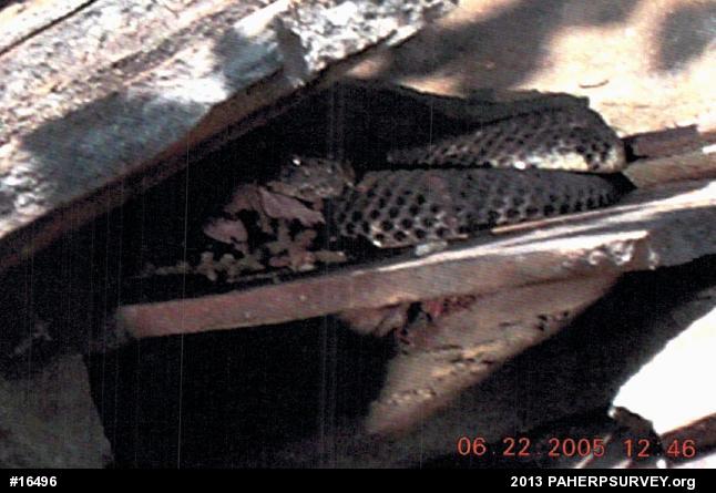 Timber Rattlesnake
